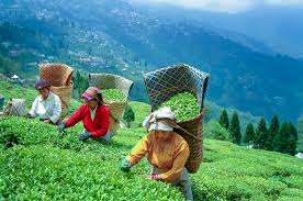 Darjeeling Scenery