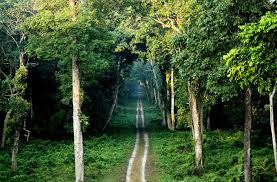 Dooars Forest