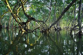 Sundarbans Mangroves