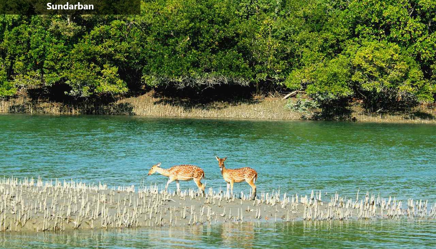 Wildlife Observation